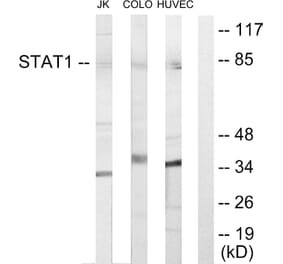 Western Blot - Anti-STAT1 Antibody (C10603) - Antibodies.com
