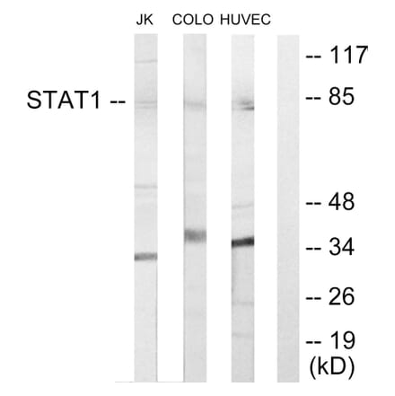 Western Blot - Anti-STAT1 Antibody (C10603) - Antibodies.com
