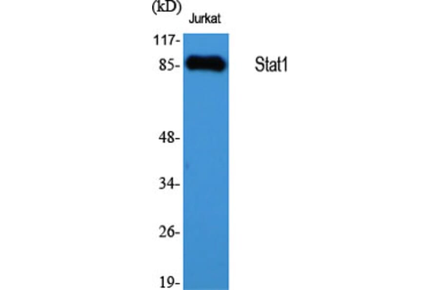 Western Blot - Anti-STAT1 Antibody (C10603) - Antibodies.com