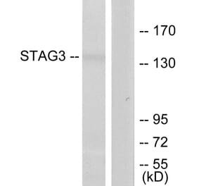 Western Blot - Anti-STAG3 Antibody (C11859) - Antibodies.com