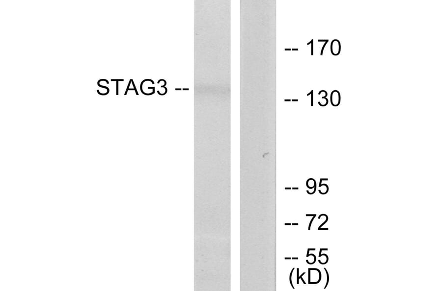 Western Blot - Anti-STAG3 Antibody (C11859) - Antibodies.com