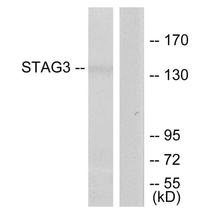 Western Blot - Anti-STAG3 Antibody (C11859) - Antibodies.com