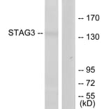 Western Blot - Anti-STAG3 Antibody (C11859) - Antibodies.com