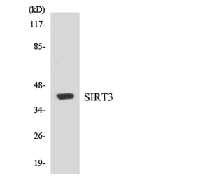 Western Blot - Anti-SIRT3 Antibody (R12-3510) - Antibodies.com