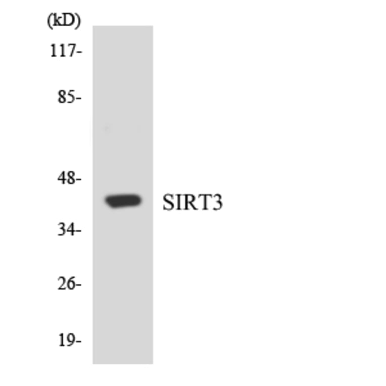 Western Blot - Anti-SIRT3 Antibody (R12-3510) - Antibodies.com