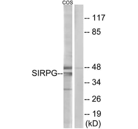 Western Blot - Anti-SIRPG Antibody (C18747) - Antibodies.com