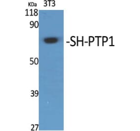 Western Blot - Anti-SHP-1 Antibody (B8061) - Antibodies.com