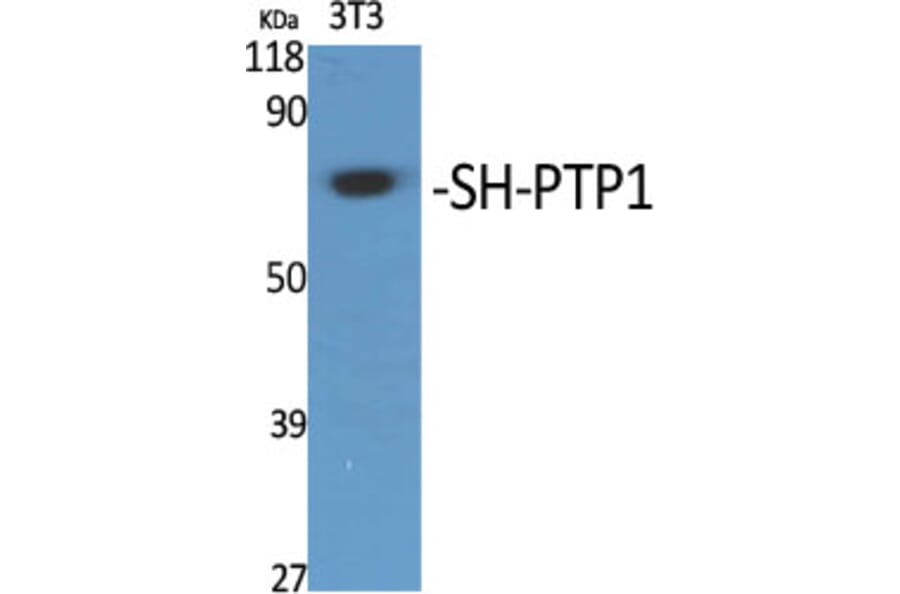 Western Blot - Anti-SHP-1 Antibody (B8061) - Antibodies.com