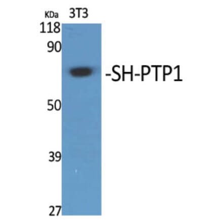 Western Blot - Anti-SHP-1 Antibody (B8061) - Antibodies.com