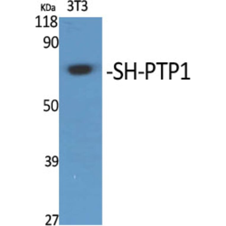 Western Blot - Anti-SHP-1 Antibody (B8061) - Antibodies.com