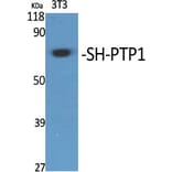 Western Blot - Anti-SHP-1 Antibody (B8061) - Antibodies.com