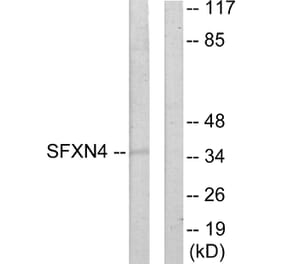 Western Blot - Anti-SFXN4 Antibody (C11227) - Antibodies.com