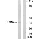 Western Blot - Anti-SFXN4 Antibody (C11227) - Antibodies.com