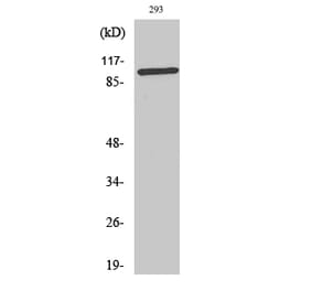 Western Blot - Anti-SFRS8 Antibody (C18944) - Antibodies.com