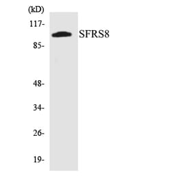 Western Blot - Anti-SFRS8 Antibody (R12-3500) - Antibodies.com