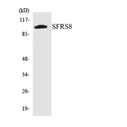Western Blot - Anti-SFRS8 Antibody (R12-3500) - Antibodies.com