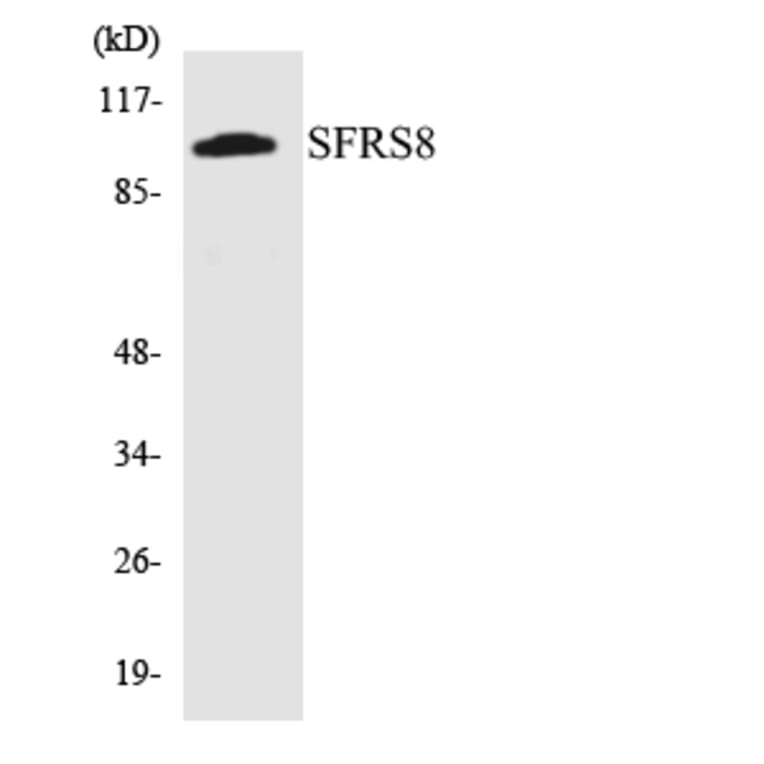 Western Blot - Anti-SFRS8 Antibody (R12-3500) - Antibodies.com
