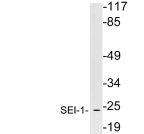 Western Blot - Anti-SEI-1 Antibody (R12-2350) - Antibodies.com