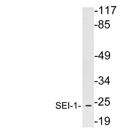 Western Blot - Anti-SEI-1 Antibody (R12-2350) - Antibodies.com