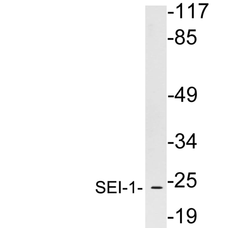 Western Blot - Anti-SEI-1 Antibody (R12-2350) - Antibodies.com