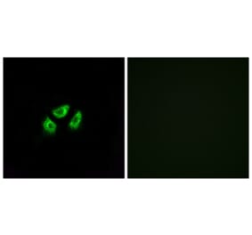 Immunofluorescence - Anti-SCN7A Antibody (C18817) - Antibodies.com
