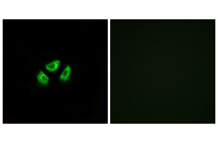 Immunofluorescence - Anti-SCN7A Antibody (C18817) - Antibodies.com