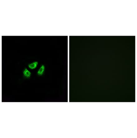 Immunofluorescence - Anti-SCN7A Antibody (C18817) - Antibodies.com