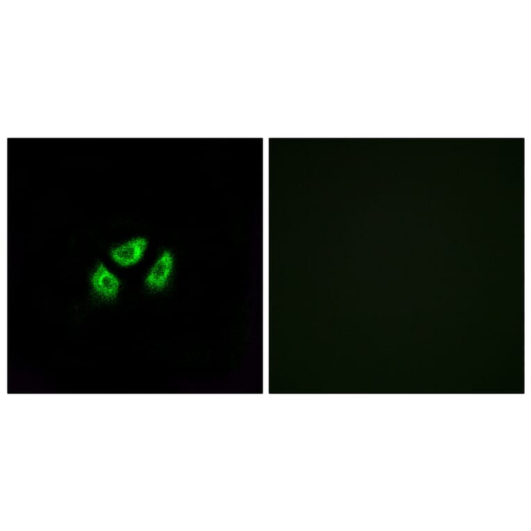 Immunofluorescence - Anti-SCN7A Antibody (C18817) - Antibodies.com