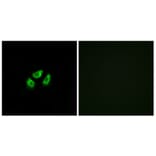 Immunofluorescence - Anti-SCN7A Antibody (C18817) - Antibodies.com