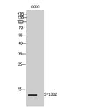 Western Blot - Anti-S100Z Antibody (C18058) - Antibodies.com