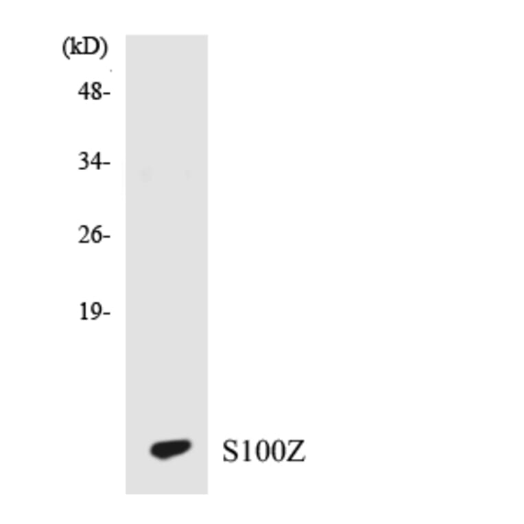 Western Blot - Anti-S100Z Antibody (R12-3477) - Antibodies.com