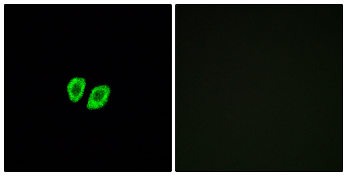 Immunofluorescence analysis of A549 cells using Anti-RXFP4 Antibody. The right hand panel represents a negative control, where the antibody was pre-incubated with the immunising peptide.
