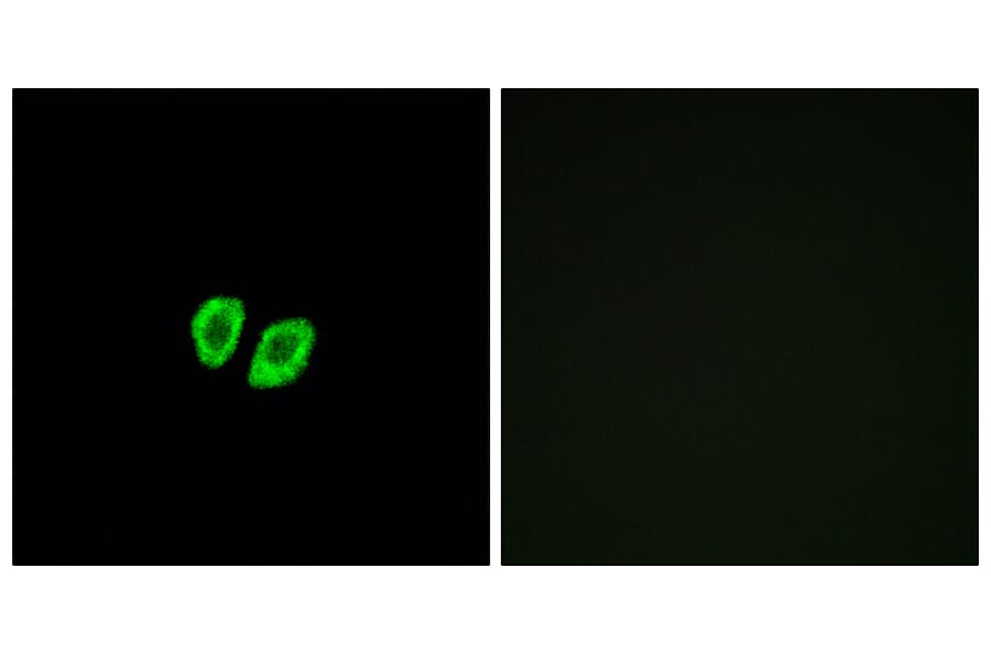Immunofluorescence - Anti-RXFP4 Antibody (G739) - Antibodies.com