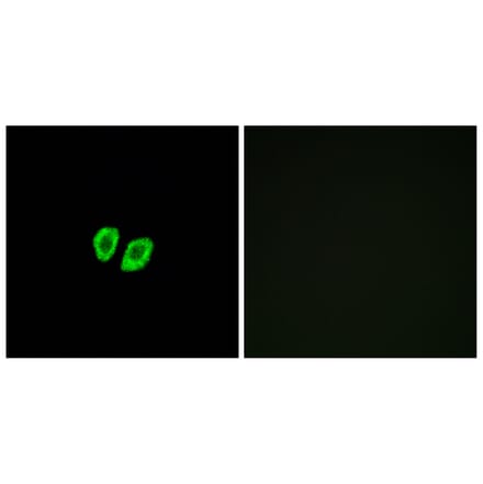 Immunofluorescence - Anti-RXFP4 Antibody (G739) - Antibodies.com