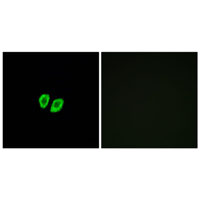 Immunofluorescence - Anti-RXFP4 Antibody (G739) - Antibodies.com
