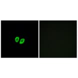 Immunofluorescence - Anti-RXFP4 Antibody (G739) - Antibodies.com
