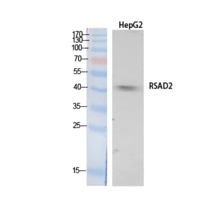 Western Blot - Anti-RSAD2 Antibody (C30990) - Antibodies.com