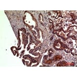 Immunohistochemistry - Anti-RSAD2 Antibody (C30990) - Antibodies.com