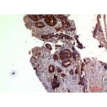 Immunohistochemistry - Anti-RSAD2 Antibody (C30990) - Antibodies.com