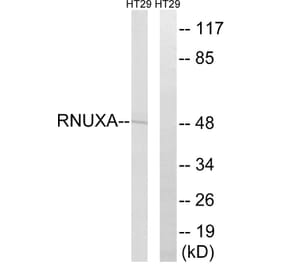 Western Blot - Anti-RNUXA Antibody (C18456) - Antibodies.com