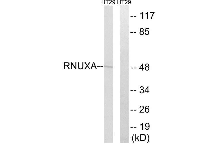 Western Blot - Anti-RNUXA Antibody (C18456) - Antibodies.com