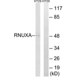 Western Blot - Anti-RNUXA Antibody (C18456) - Antibodies.com