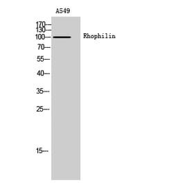 Western Blot - Anti-RHPN1 Antibody (C18403) - Antibodies.com