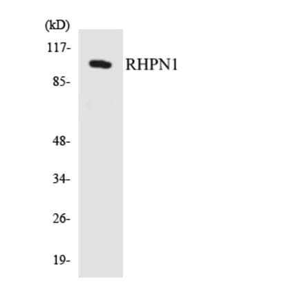 Western Blot - Anti-RHPN1 Antibody (R12-3441) - Antibodies.com