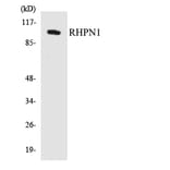 Western Blot - Anti-RHPN1 Antibody (R12-3441) - Antibodies.com
