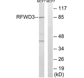 Western Blot - Anti-RFWD3 Antibody (C18442) - Antibodies.com