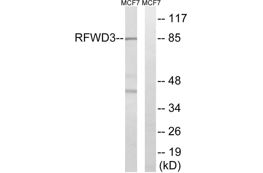 Western Blot - Anti-RFWD3 Antibody (C18442) - Antibodies.com