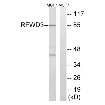 Western Blot - Anti-RFWD3 Antibody (C18442) - Antibodies.com