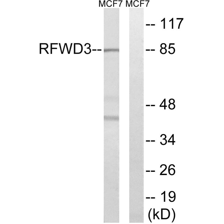 Western Blot - Anti-RFWD3 Antibody (C18442) - Antibodies.com