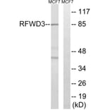 Western Blot - Anti-RFWD3 Antibody (C18442) - Antibodies.com